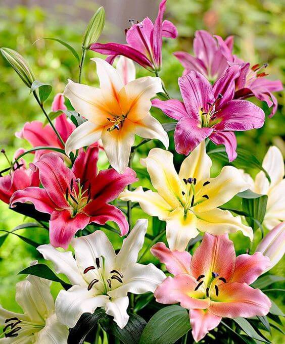 Oriental lily Imported Flower Bulbs Mixed thumbnail 8