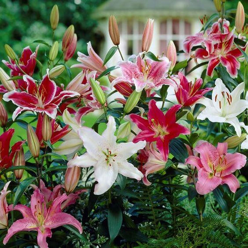 Oriental lily Imported Flower Bulbs Mixed thumbnail 10